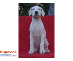 Dogo argentino štenci na prodaju - Fotografija 1/8