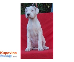 Dogo argentino štenci na prodaju - Fotografija 2/8