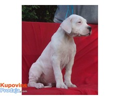 Dogo argentino štenci na prodaju - Fotografija 3/8