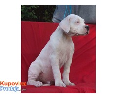 Dogo argentino štenci na prodaju - Fotografija 3/8