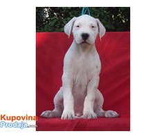 Dogo argentino štenci na prodaju - Fotografija 4/8