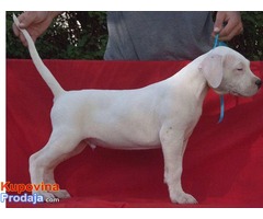 Dogo argentino štenci na prodaju - Fotografija 7/8