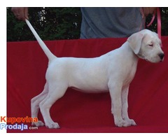 Dogo argentino štenci na prodaju - Fotografija 8/8