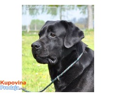 Labrador retriver - Fotografija 1/5