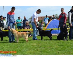 Labrador retriver - Fotografija 3/5