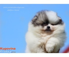 Pomeranac Boo musko stene - Fotografija 1/5