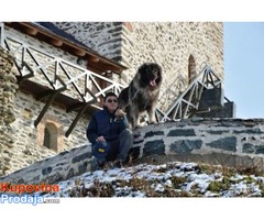 ŠARPLANINAC – štenci, odlični čuvari - Fotografija 9/9