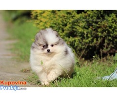Pomeranac Boo musko stene - Fotografija 1/5