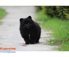 Pomeranski spic muzjak - Fotografija 4/4