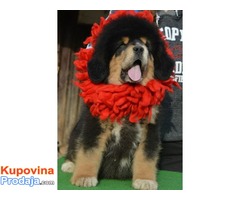 TIBETSKI MASTIFF - stenci na prodaju