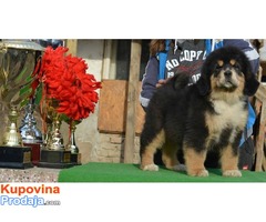 TIBETSKI MASTIFF - stenci na prodaju
