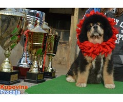 TIBETSKI MASTIFF - stenci na prodaju