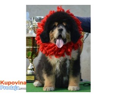 TIBETSKI MASTIFF - stenci na prodaju - Fotografija 4/10