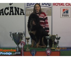 TIBETSKI MASTIFF - stenci na prodaju - Fotografija 5/10