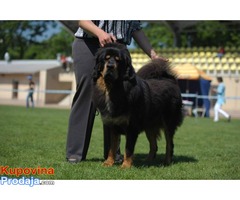 TIBETSKI MASTIFF - stenci na prodaju - Fotografija 6/10