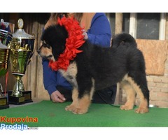 TIBETSKI MASTIFF - stenci na prodaju - Fotografija 7/10