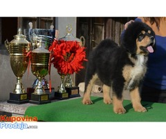 TIBETSKI MASTIFF - stenci na prodaju - Fotografija 9/10