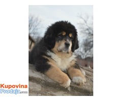 TIBETSKI MASTIFF - stenci na prodaju - Fotografija 10/10
