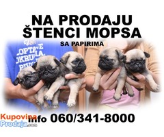 Stenci mopsa na prodaju - Fotografija 3/6