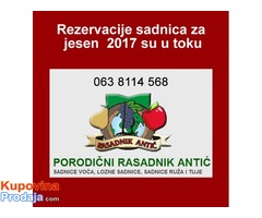 Prava predprodaja sadnica voća za jesen 2017 - super cena - Fotografija 1/2