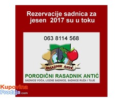 Prava predprodaja sadnica voća za jesen 2017 - super cena - Fotografija 1/2