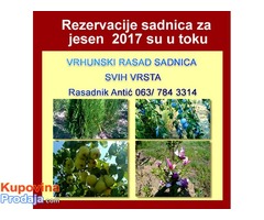 Prava predprodaja sadnica voća za jesen 2017 - super cena - Fotografija 2/2