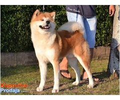 Akita inu mužjak i ženka - Fotografija 5/6