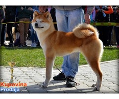 Akita inu mužjak i ženka - Fotografija 6/6