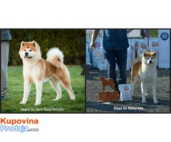 Akita Inu vrhunsko leglo - Fotografija 1/4