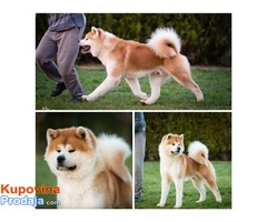 Akita Inu vrhunsko leglo - Fotografija 2/4