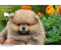 Boo teddy bear muzjak