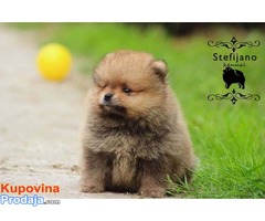 Boo teddy bear muzjak