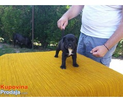 Cane Corso sivi i crni štenci odličnog potencijala - Fotografija 5/10