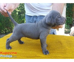 Cane Corso sivi i crni štenci odličnog potencijala - Fotografija 10/10