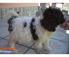 Lagotto Romagnolo, štenci - Fotografija 4/8