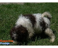 Lagotto Romagnolo, štenci - Fotografija 5/8