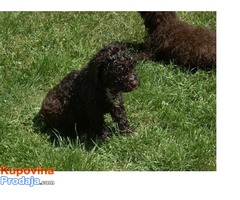 Lagotto Romagnolo, štenci - Fotografija 7/8