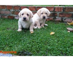 Labrador retriver, hit leglo - Fotografija 1/6