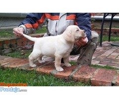 Labrador retriver, hit leglo - Fotografija 2/6