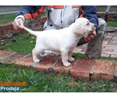 Labrador retriver, hit leglo - Fotografija 3/6