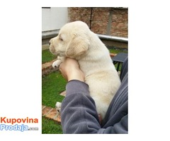 Labrador retriver, hit leglo - Fotografija 4/6