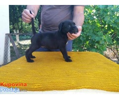 Cane Corso štenci - Fotografija 6/10