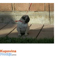 Mops, musko stene - Fotografija 7/9