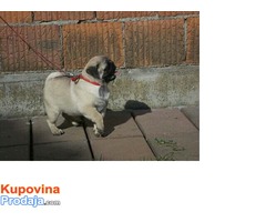 Mops, musko stene - Fotografija 8/9