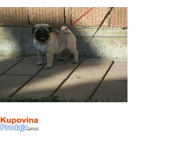 Mops, musko stene - Fotografija 9/9