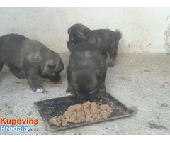 Stenci KAKVASKOG OVCARA na prodaju - Fotografija 1/10