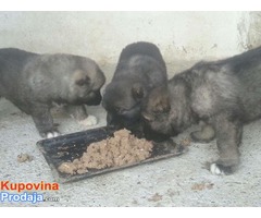 Stenci KAKVASKOG OVCARA na prodaju - Fotografija 6/10