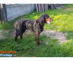 GORDON SETER - stenci od lovnih roditelja - Fotografija 6/8