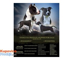 Štenci Američkog staford terijera - Fotografija 1/6