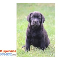 Labrador retriver stenci - Fotografija 2/7